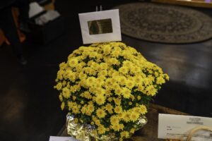 Yellow Mums